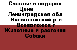 Счастье в подарок › Цена ­ 40 000 - Ленинградская обл., Всеволожский р-н, Всеволожск г. Животные и растения » Собаки   